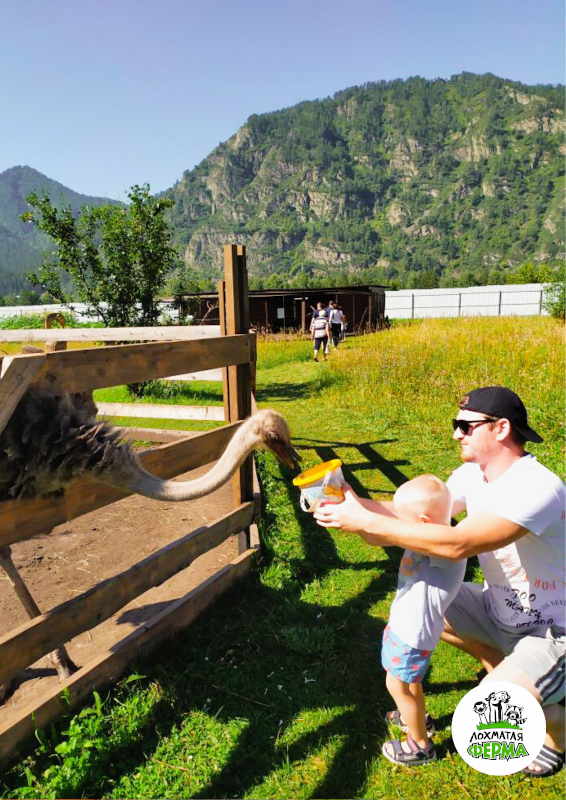 Лохматая ферма