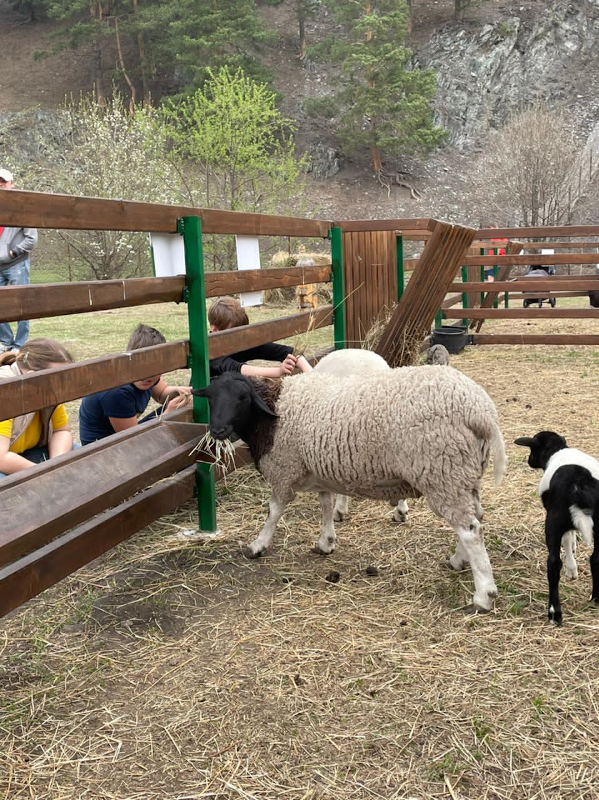 Лохматая ферма