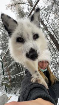 Ручные лисы