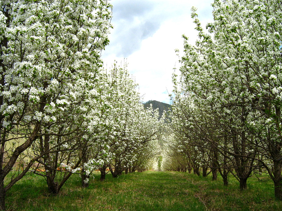 Цветущий сад