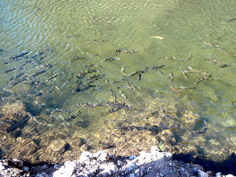 Форелевое озеро