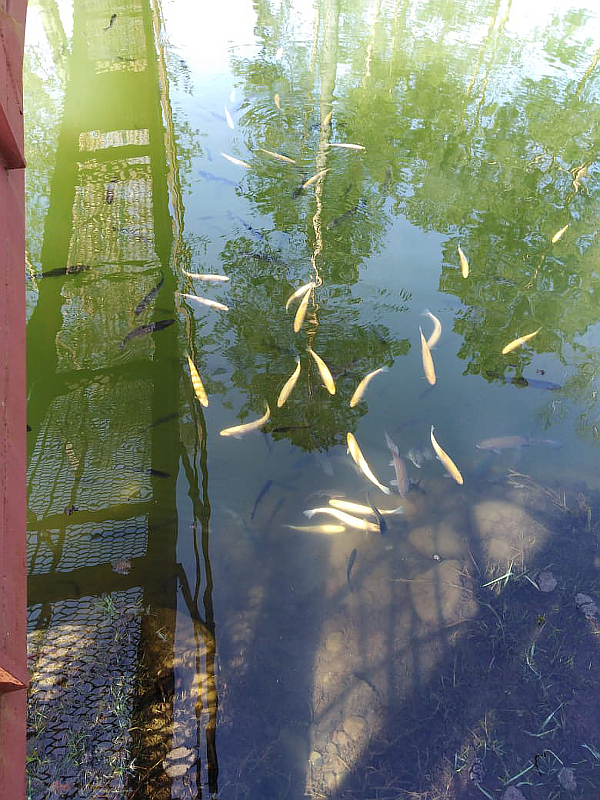 На Форелевых озерах