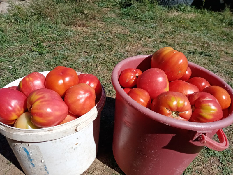 Натуральные продукты Алтай