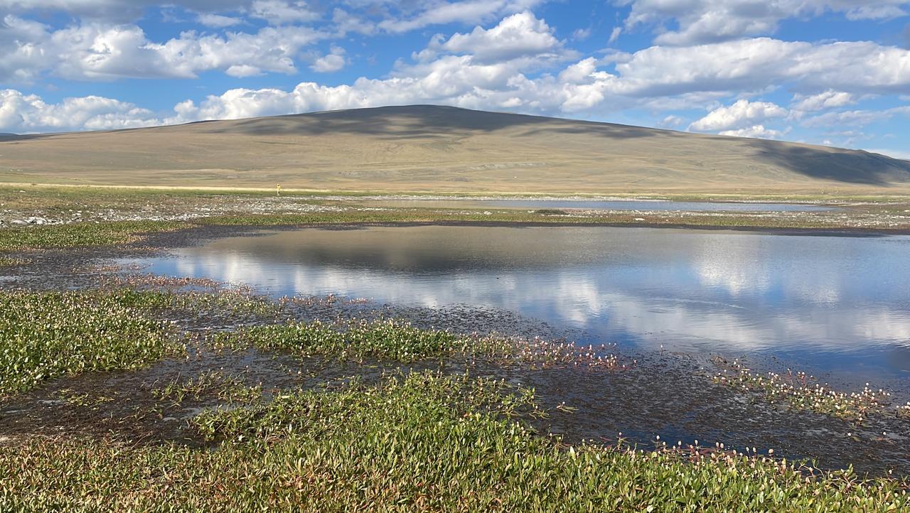 Цветы в озере на Укоке