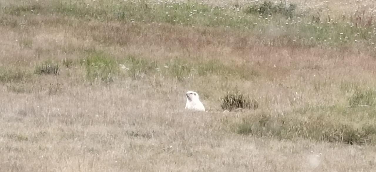 Белый сурок на Укоке