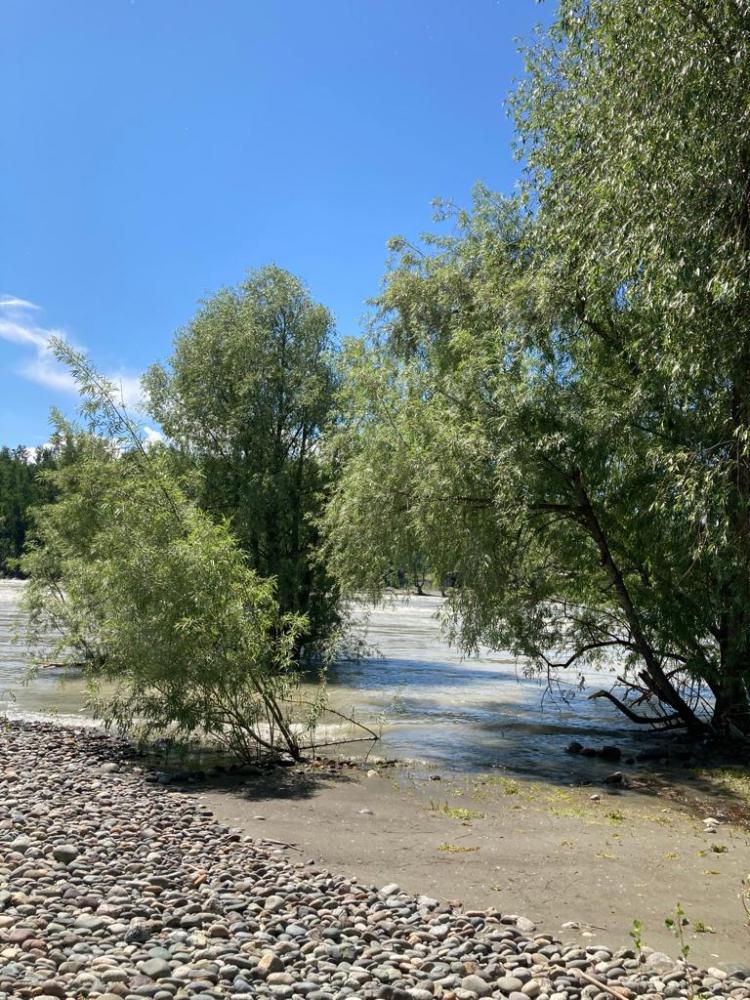 Берег Катуни около базы