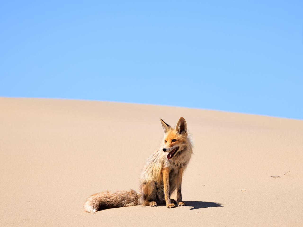 Лиса в Монголии
