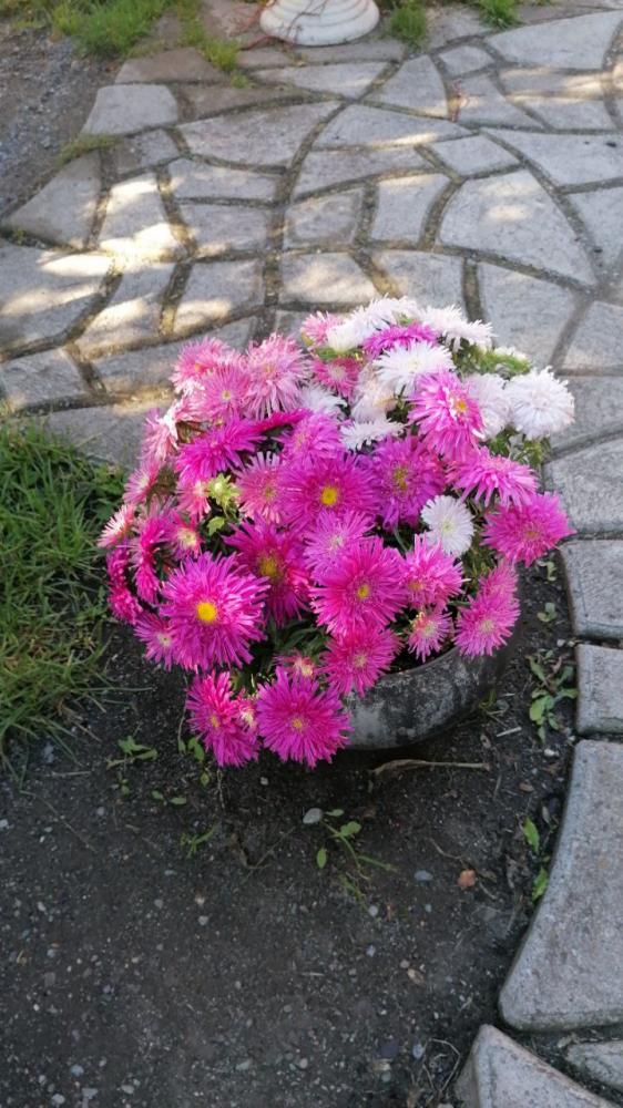 Цветы на усадьбе "У Ирины у камина" в Чемале