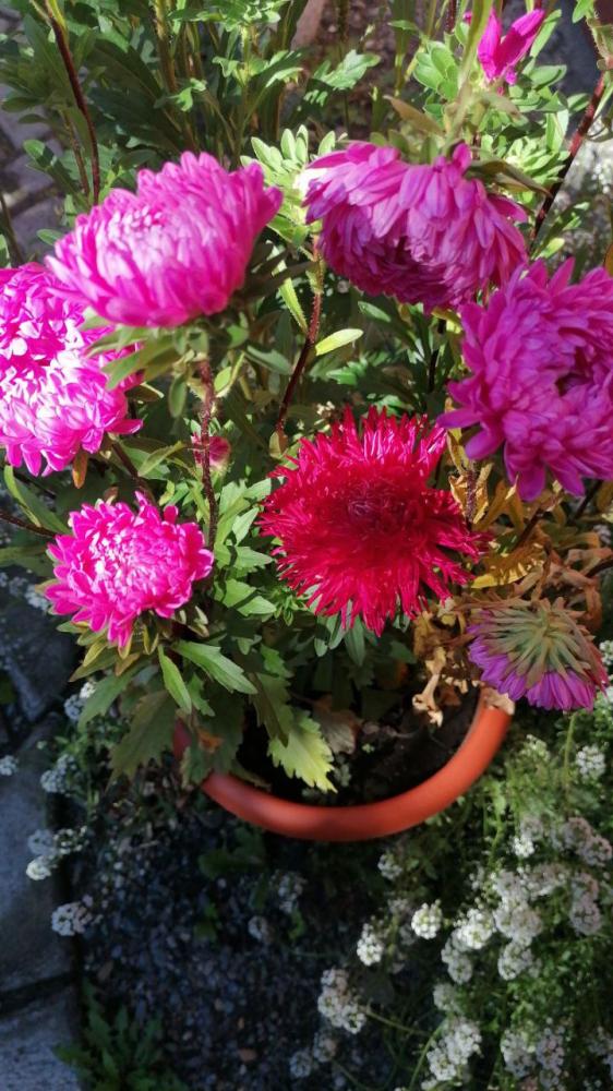 Цветы на усадьбе "У Ирины у камина" в Чемале