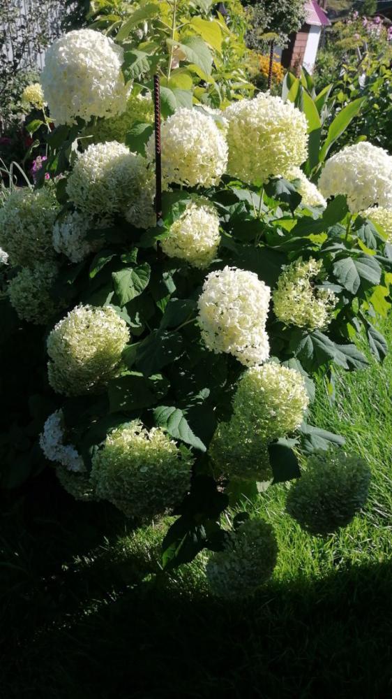 Цветы на усадьбе "У Ирины у камина" в Чемале