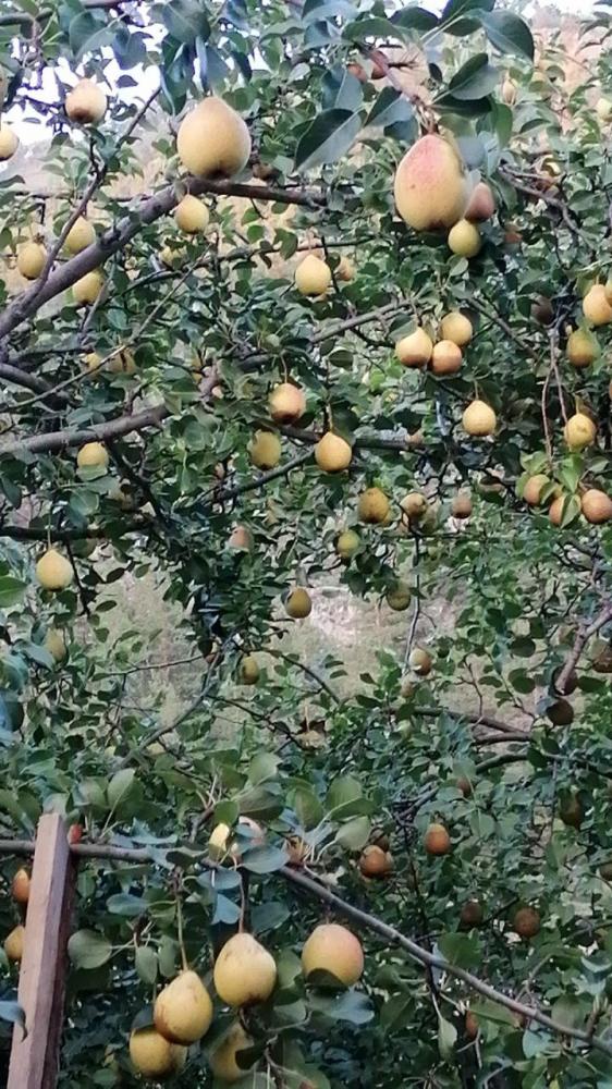 Груши на усадьбе "У Ирины у камина" в Чемале