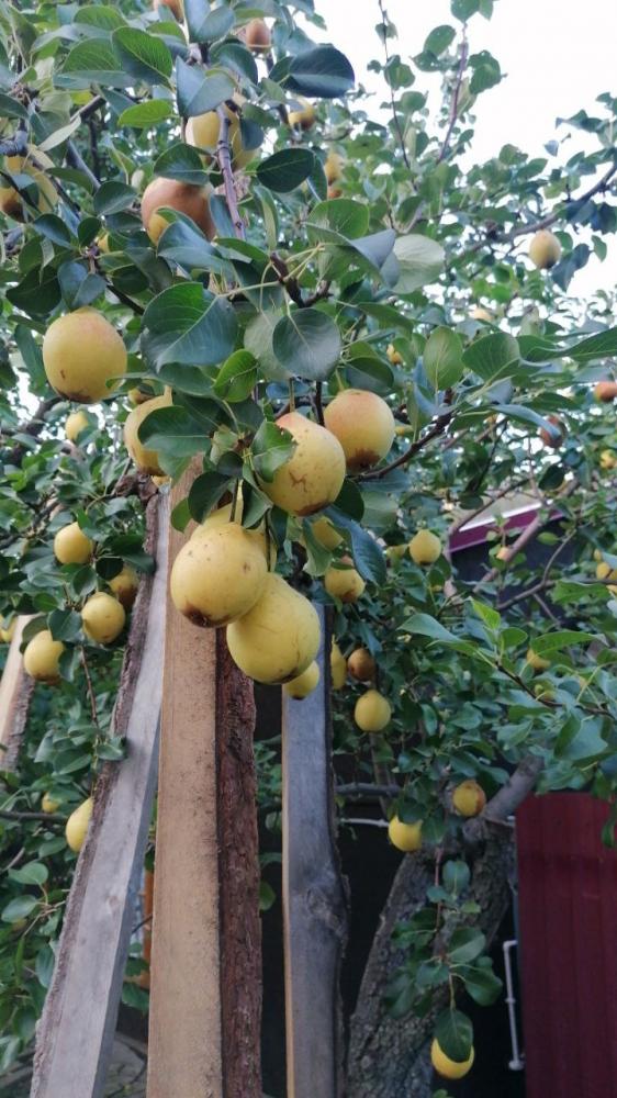 Груши на территории