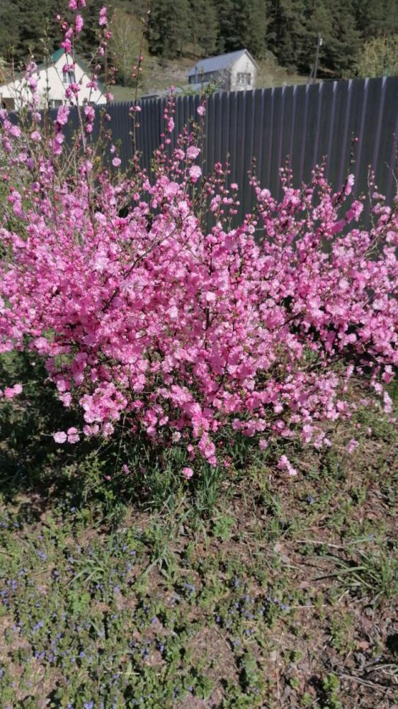 Территория усадьбы "У Ирины у камина" в Чемале