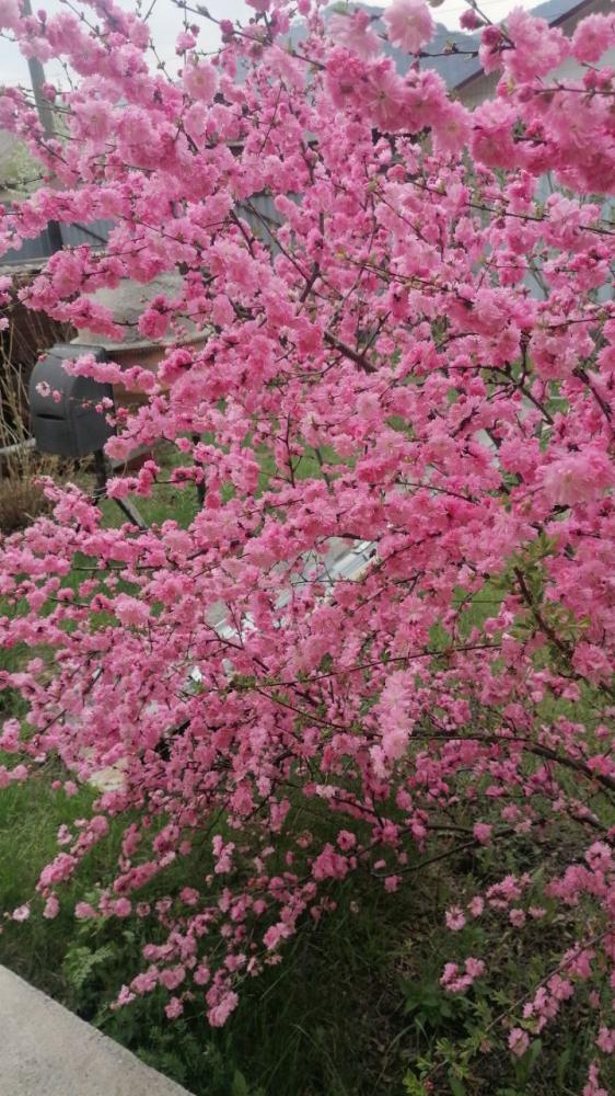 Территория усадьбы "У Ирины у камина" в Чемале