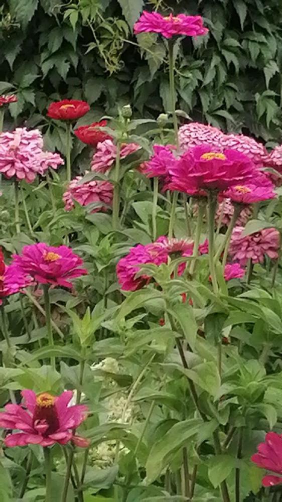 Территория усадьбы "У Ирины у камина" в Чемале