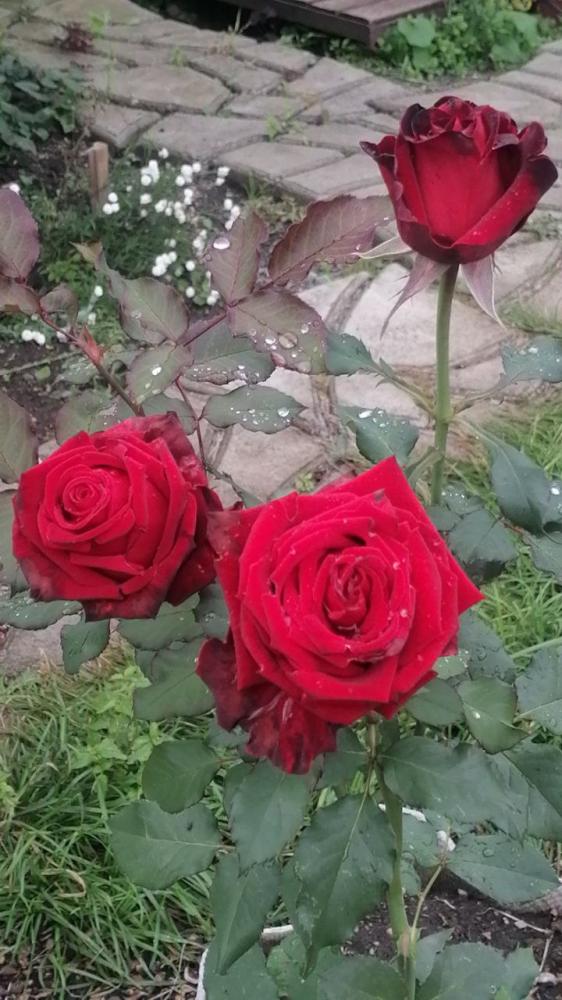 Территория усадьбы "У Ирины у камина" в Чемале