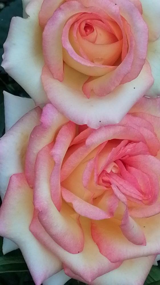 Территория усадьбы "У Ирины у камина" в Чемале