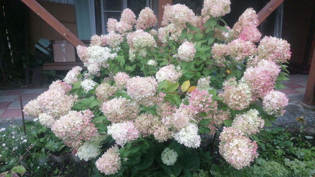 Территория усадьбы "У Ирины у камина" в Чемале