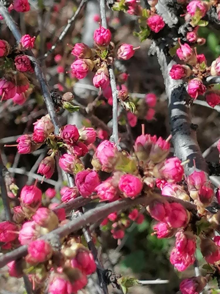 Территория усадьбы "У Ирины у камина" в Чемале