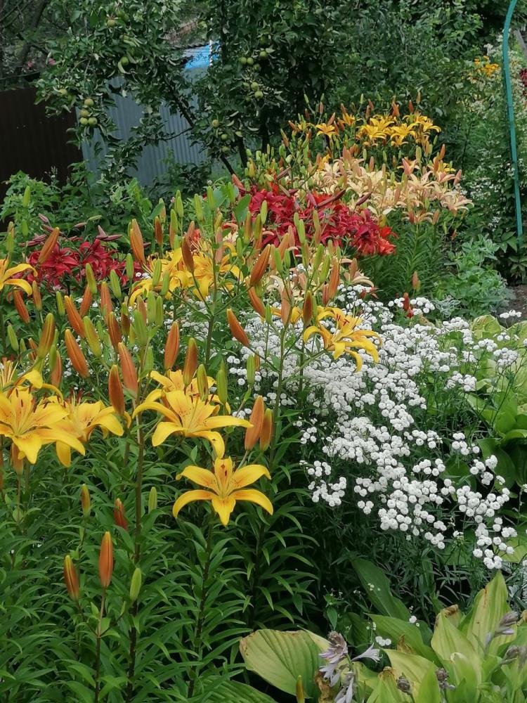 Лилии на территории