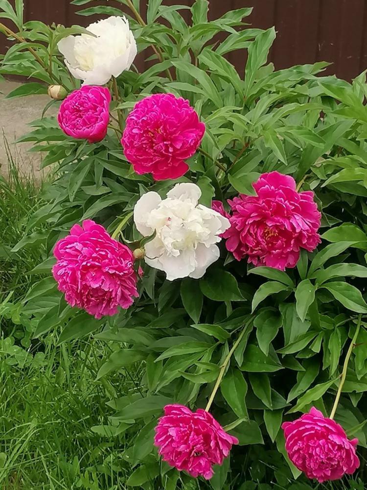 Пионы на территории