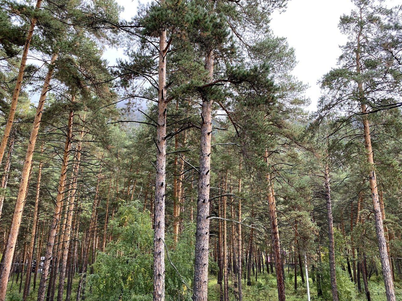 Дом расположен в лесной зоне Чемала