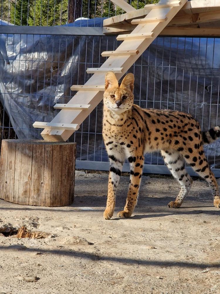 "Таежный" зоопарк на Алтае на Телецком озере