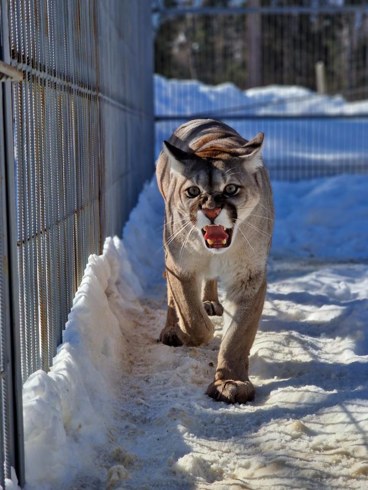 Зоопарк на Алтае на Телецком озере