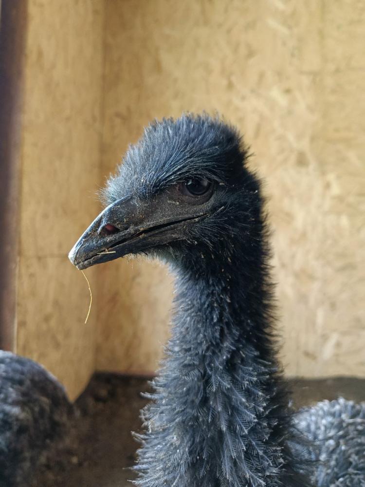 Зоопарк на Телецком озере в Горном Алтае