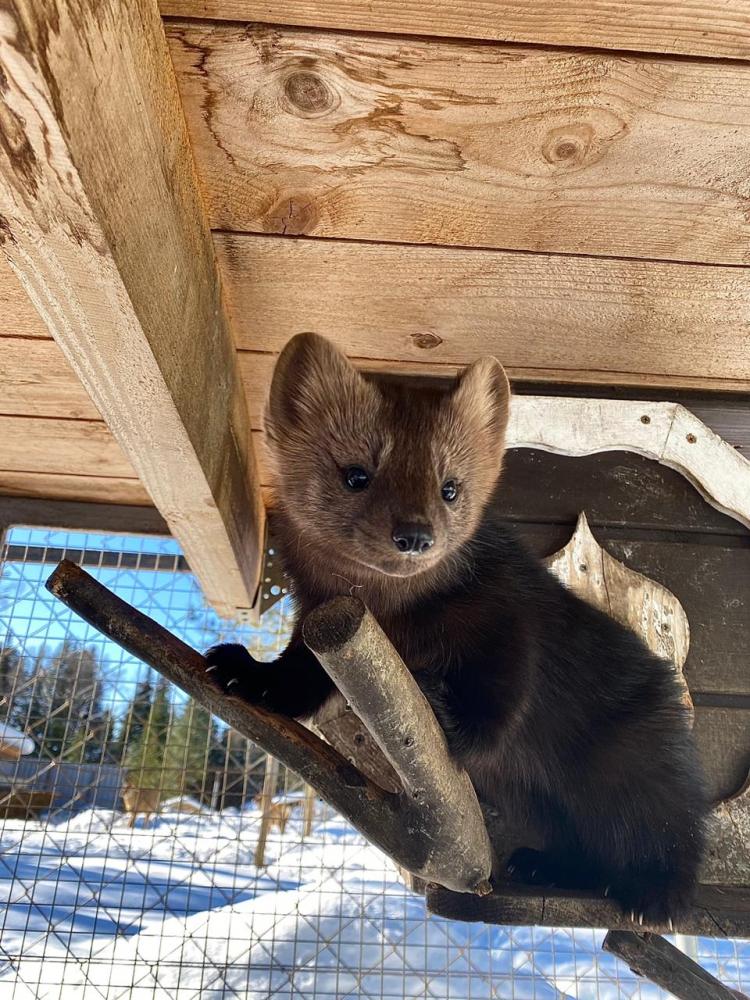 Зоопарк на Телецком озере в Горном Алтае