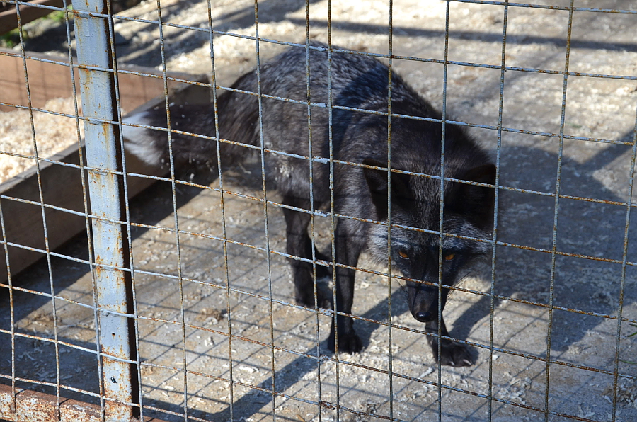 Чернобурая лиса