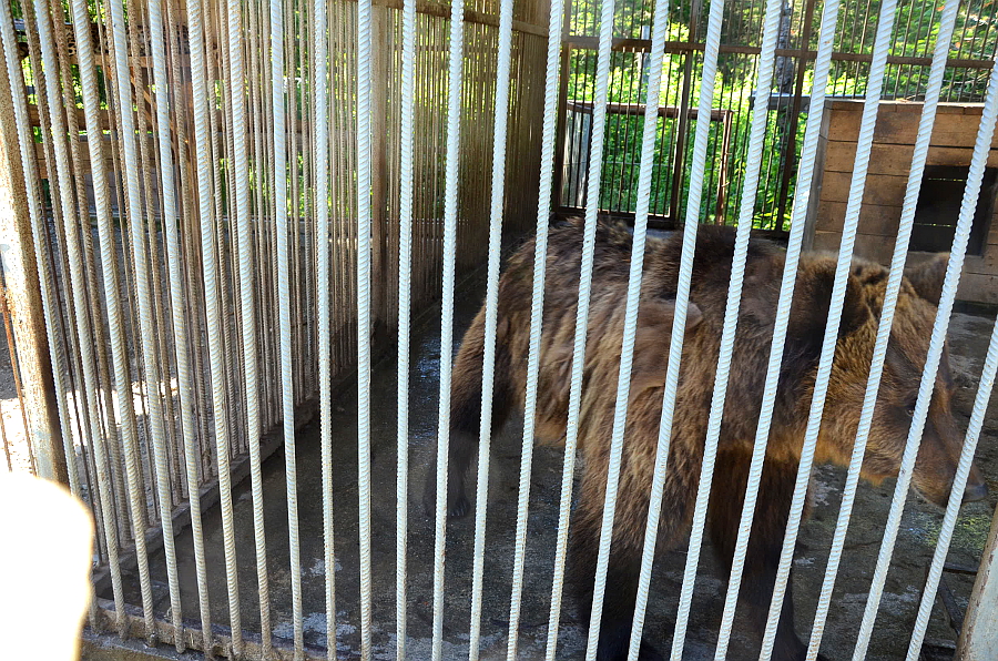 Медвидица Глаша