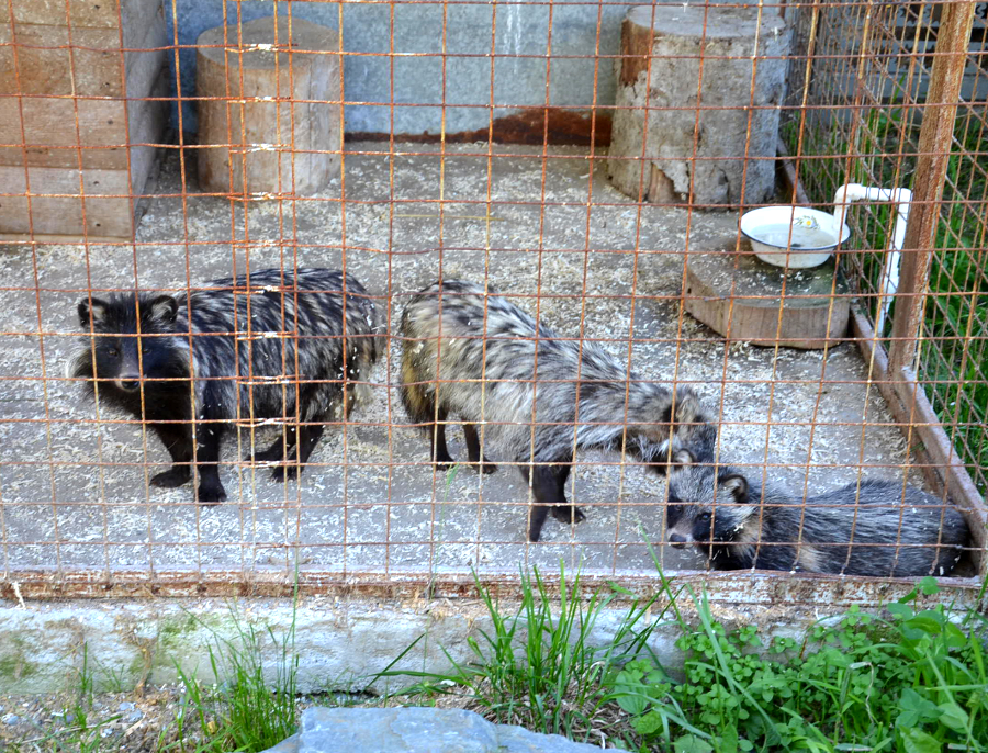 Енотовидная собака