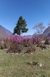 Отдых Горный Алтай