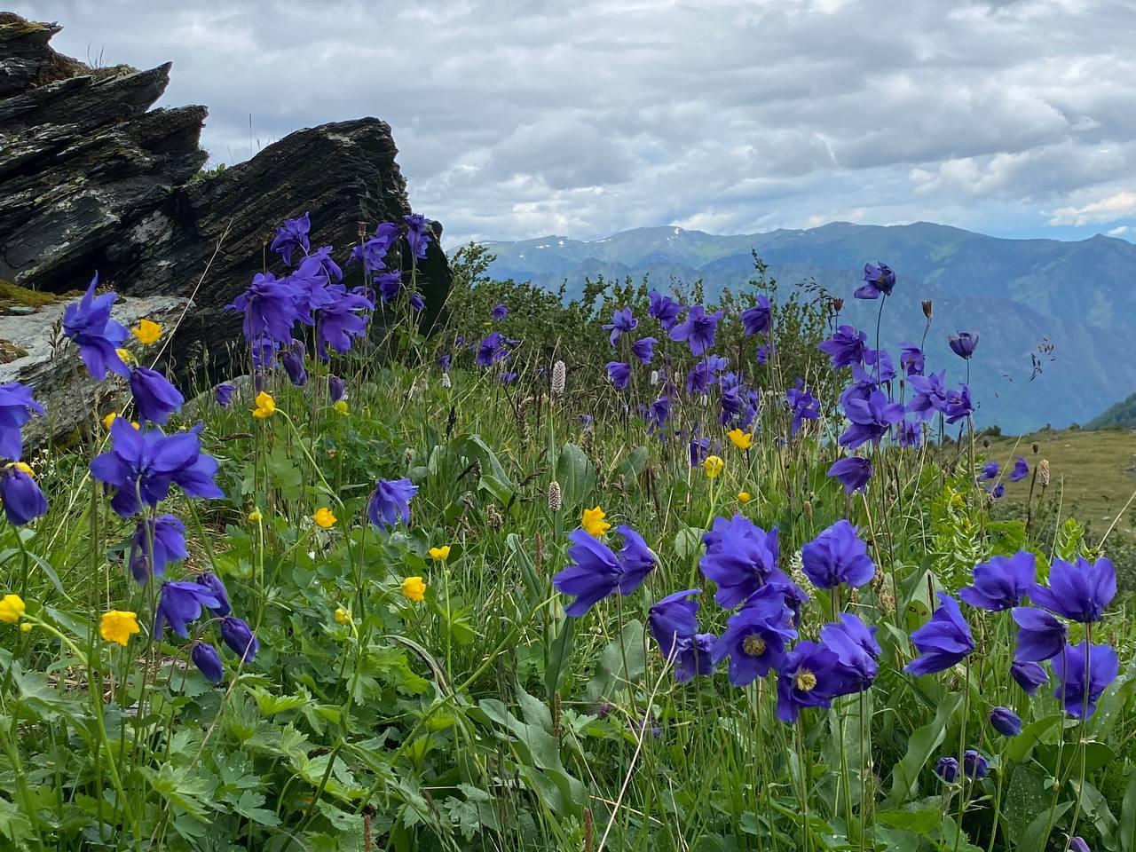 Гора Белуха экскурсия на конях 2025