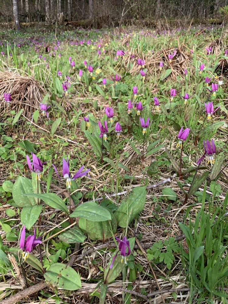 "Дом Петровича" на Алтае территория в мае
