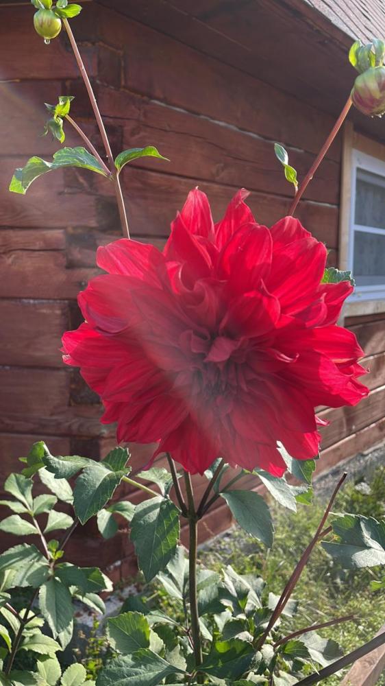 Турбаза "Четыре богатыря" у реки Катунь в селе Иня