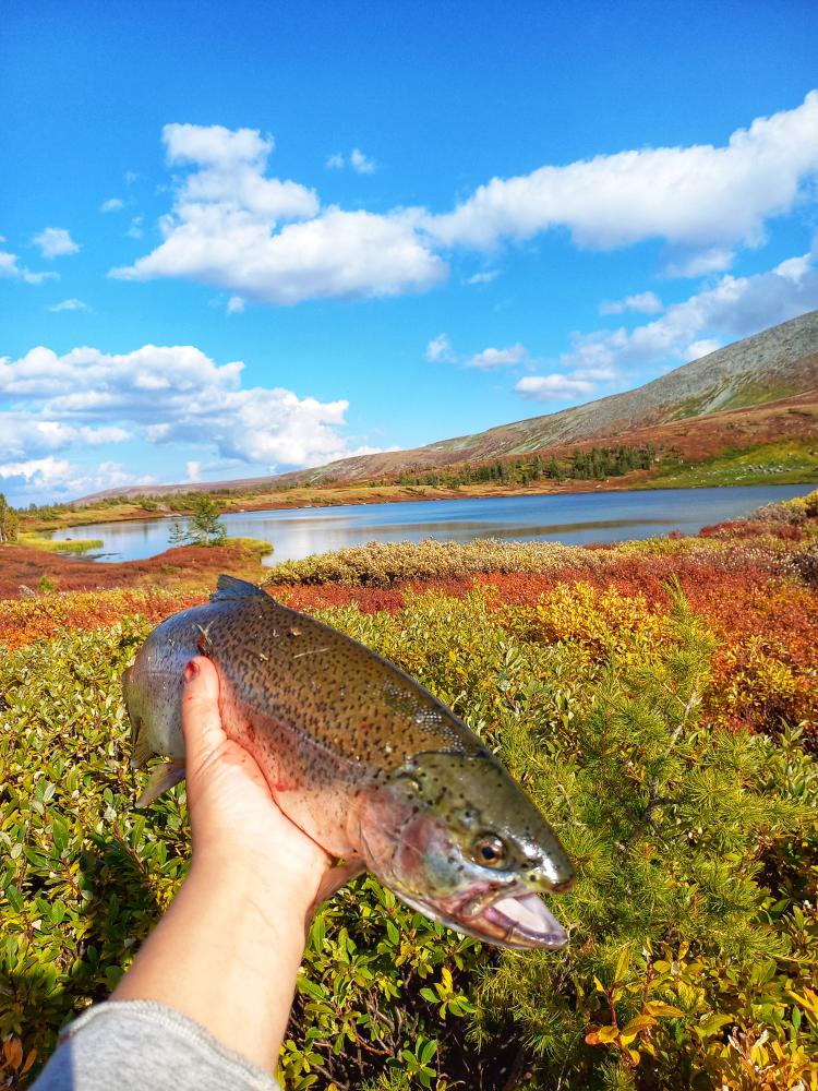 Рыболовный тур на Алтай на дикую форель