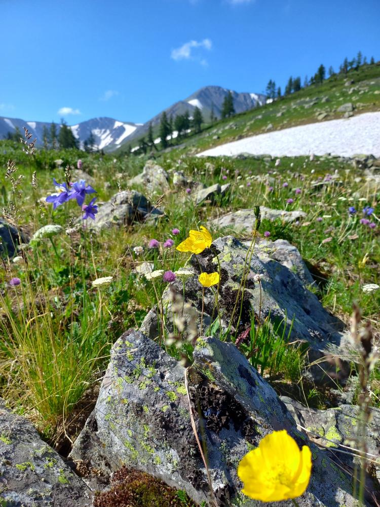 На хребте Холзун в Усть-Коксинском районе