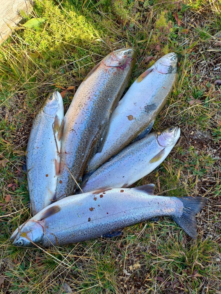 Улов форели в Горном Алтае