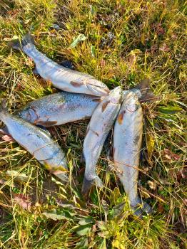 Богатый улов форели на озере Алтая