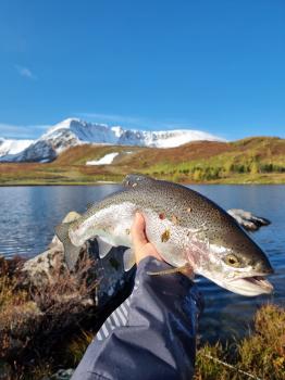 Отдых и рыбалка на форель в горах Алтая
