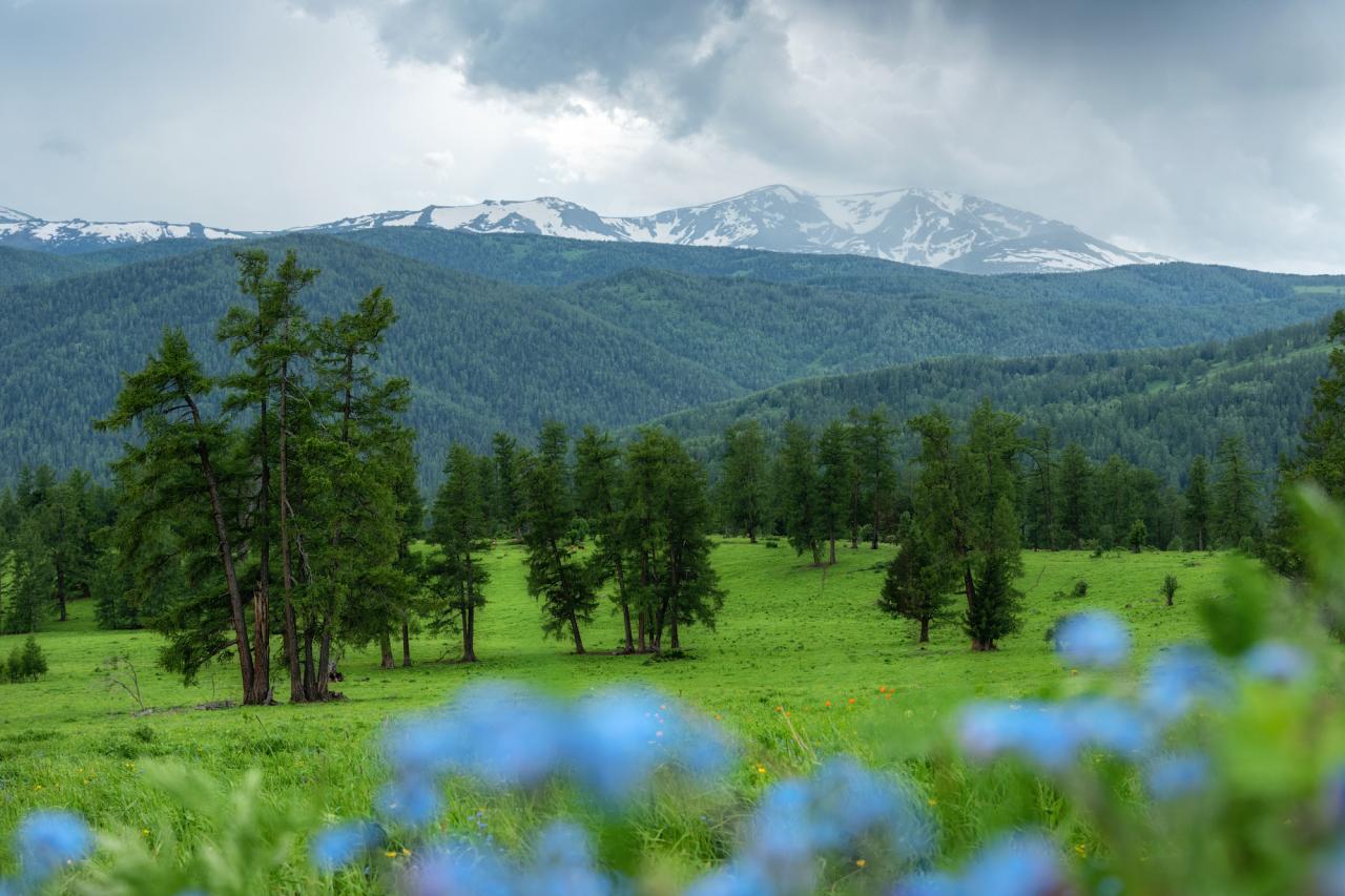 Дождь, незабудки и могучие лиственницы