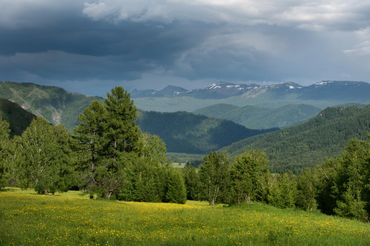 На поляне с лютиками