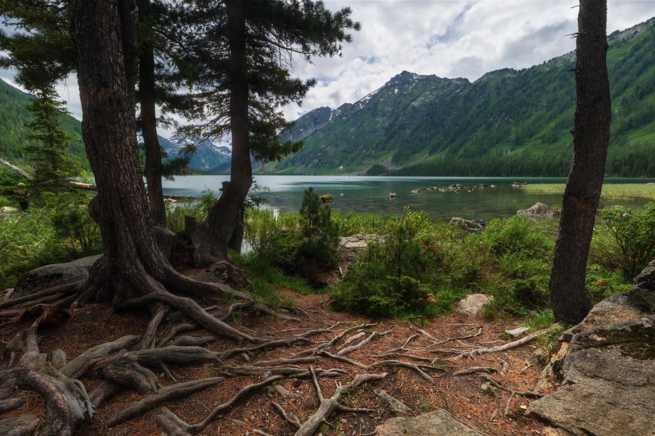 О чем рассказывают корни. Берег Среднего Мультинского озера