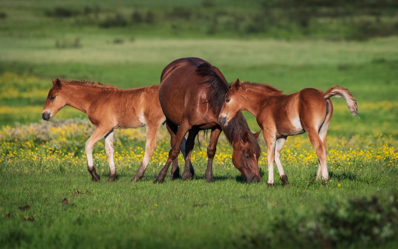 Детвора. Лучшие выпасы