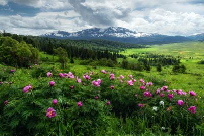 На фоне Красной горы кусты пиона уклоняющегося