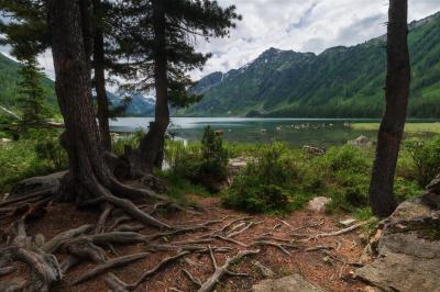 О чем рассказывают корни. Берег Среднего Мультинского озера