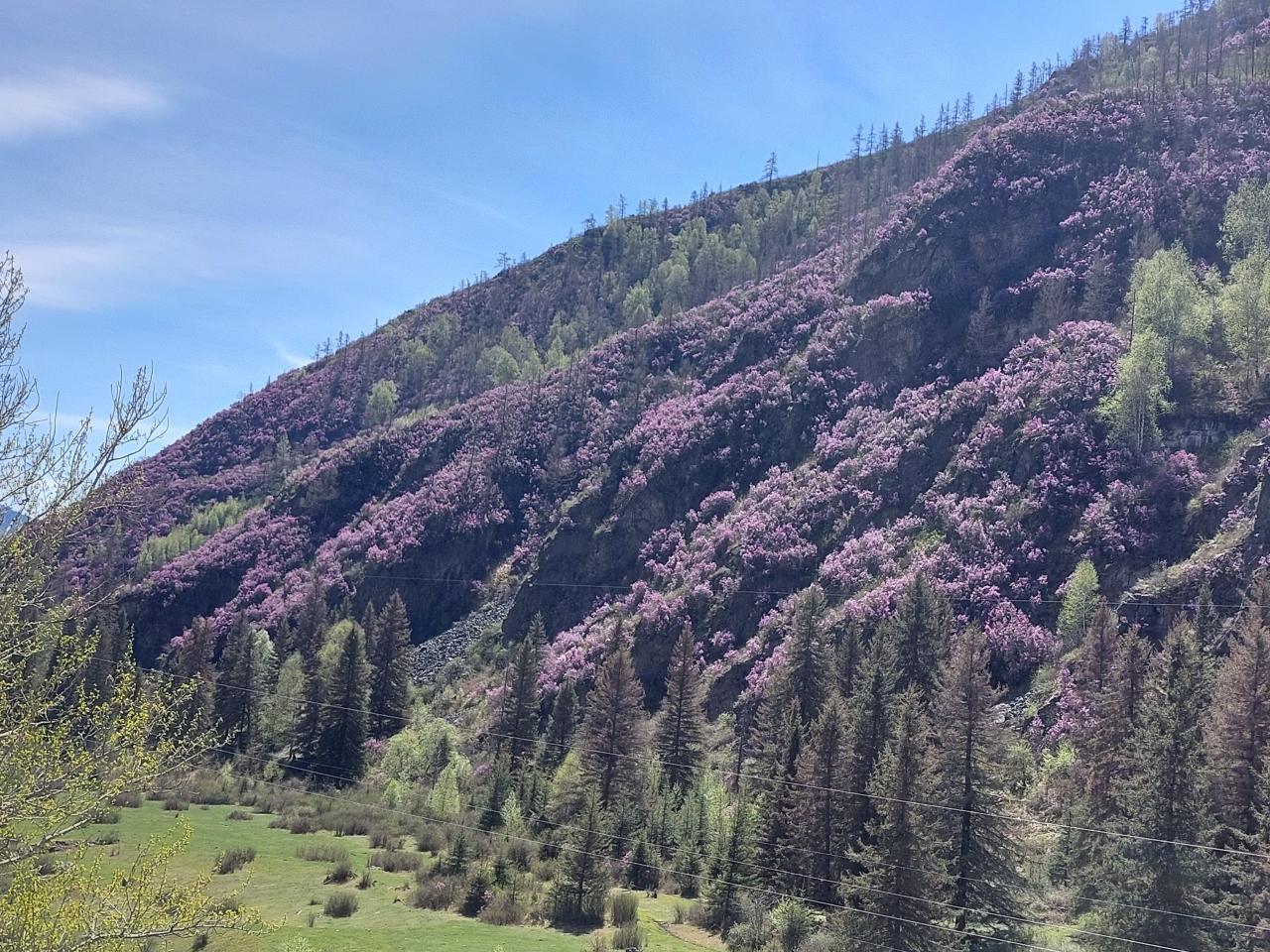 Цветущие горы без накрутки цвета