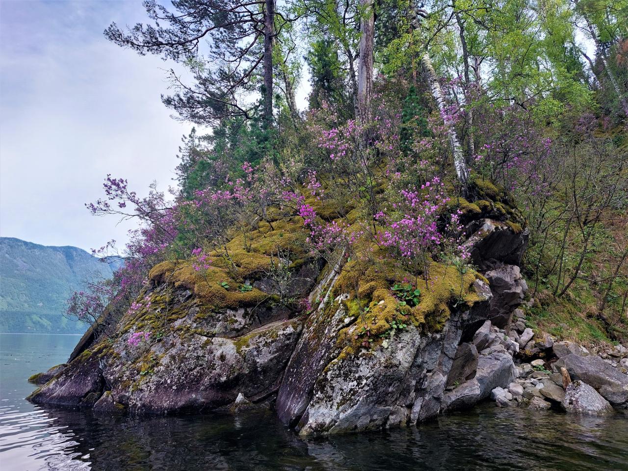 Цветущие берега Телецкого в мае